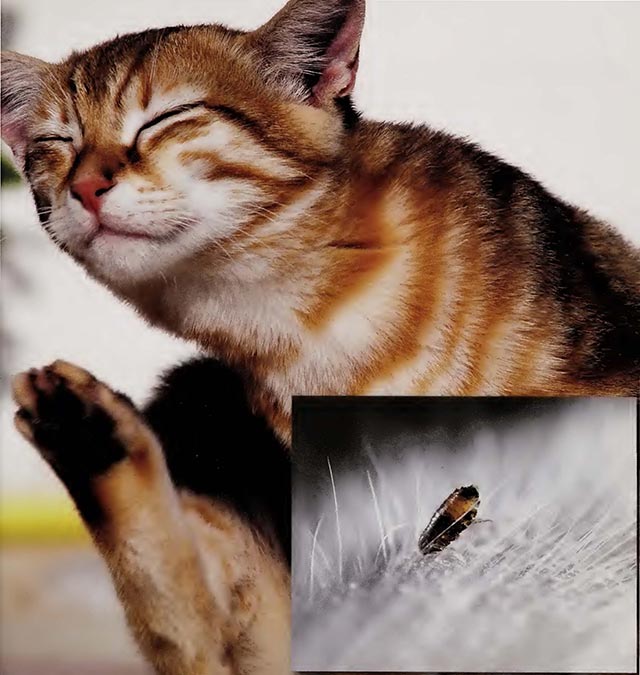 猫身上的跳蚤（跳蚤喜欢咬那些够不着的地方，包括领口下和耳朵里。）
