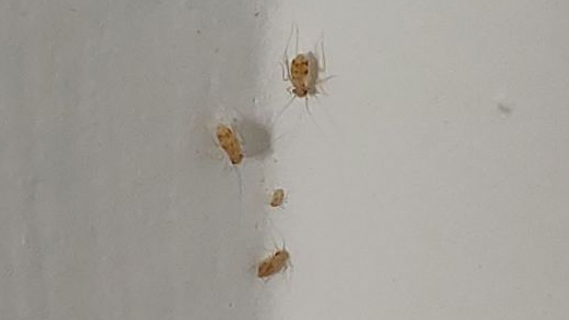 墙上的书虱