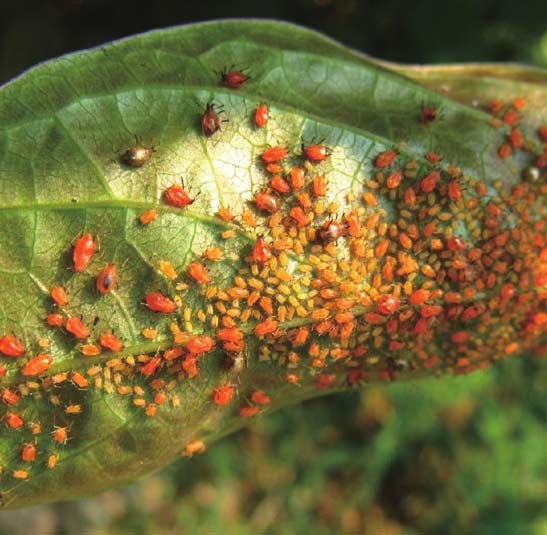 刺吸式植食性蚜虫