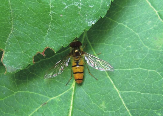 模拟胡蜂的食蚜蝇 