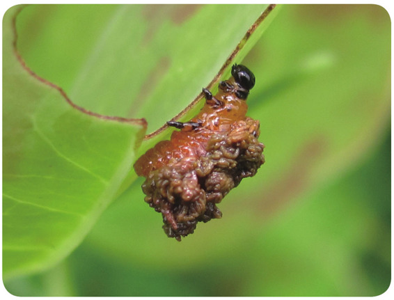 负泥虫幼虫用粪便保护自己