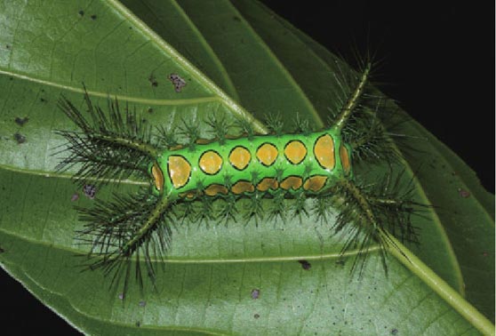 刺蛾幼虫利用毒刺进行化学防御