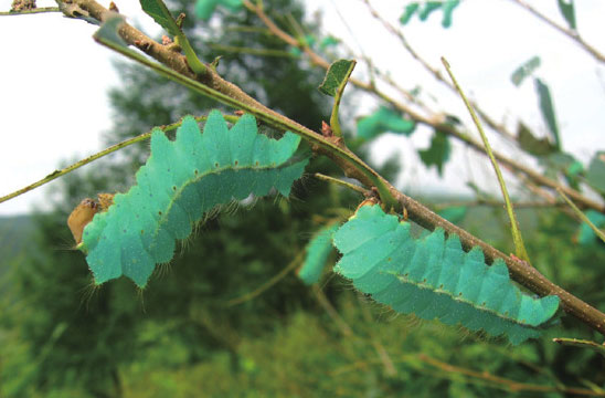 绢丝昆虫——柞蚕