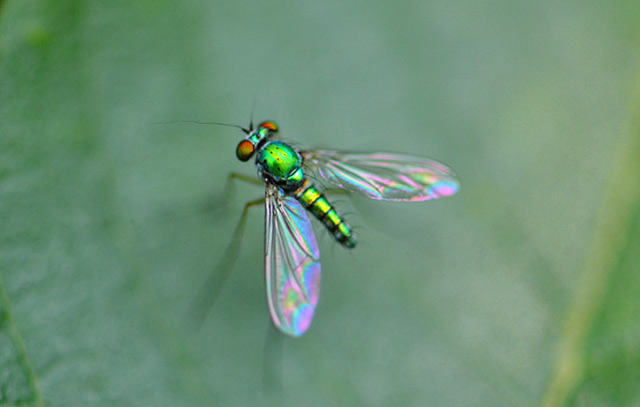 绿蝇短膜虫图片