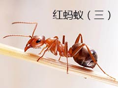 红蚂蚁是通过什么找到回家的路？ 