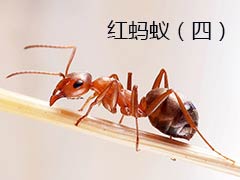红蚂蚁是靠视力和记忆力才能安然返回它们的巢穴？ 