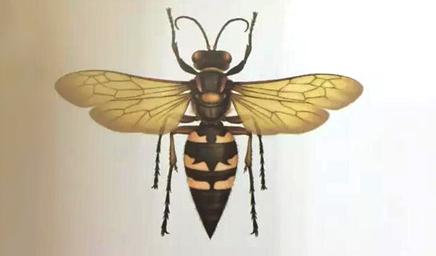 飞蝗泥蜂