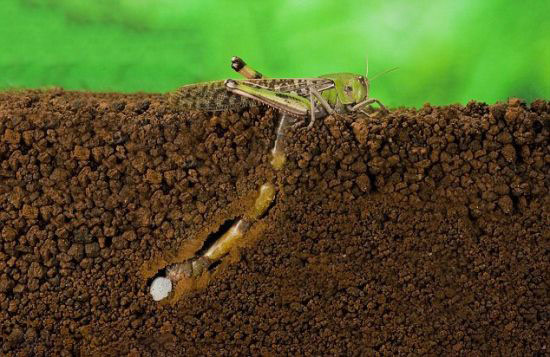 蝗虫在土壤中是怎么产卵的
