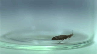 臭虫