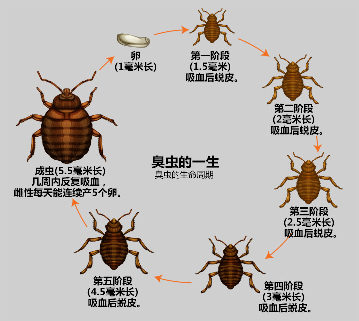 臭虫的生命周期