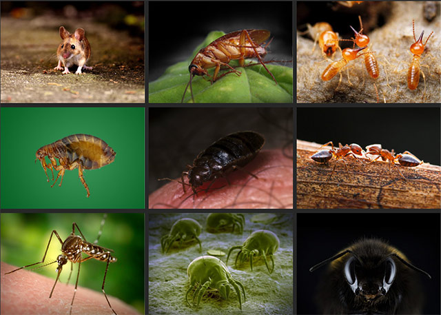 蚊蝇、跳蚤、蟑螂、老鼠、蚂蚁、白蚁、臭虫