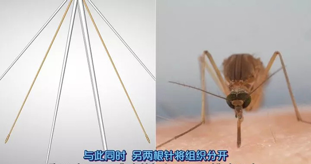 蚊子的下颚结构
