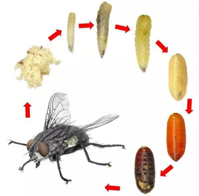 苍蝇的生活史