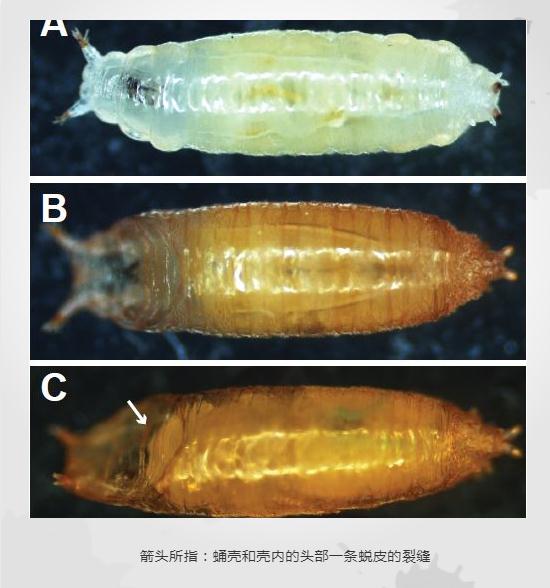箭头所指：蛹壳和壳内的头部一条蜕皮的裂缝
