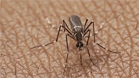 伊蚊吸血传播病毒
