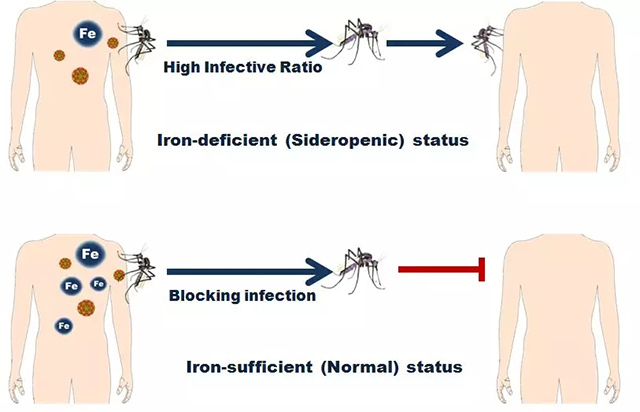向宿主体内补铁可以阻断蚊虫携带并传播登革病毒