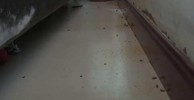 移开沙发后的墙角下布满蟑螂