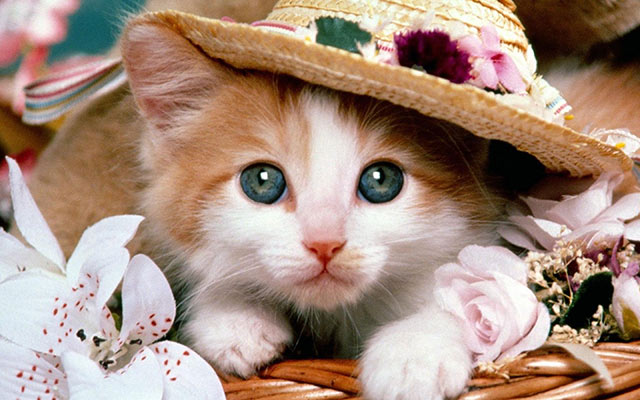 猫咪