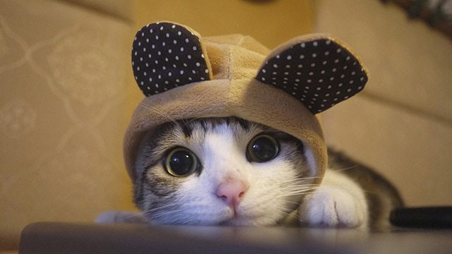 猫咪
