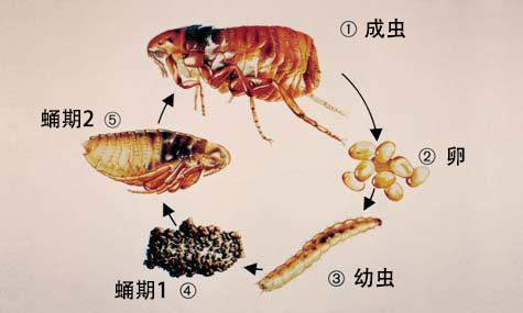 跳蚤的生活史