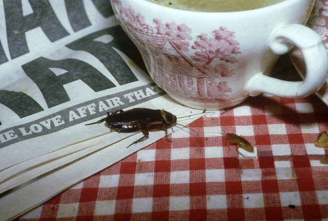 重度感染餐厅的蟑螂应该如何处理
