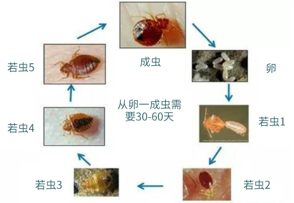 臭虫的生命周期