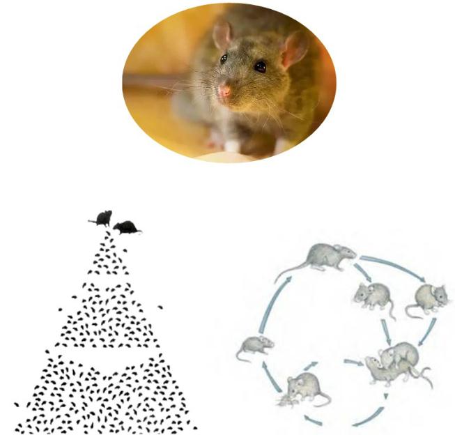 一对老鼠一年可以产下1500只左右的后代