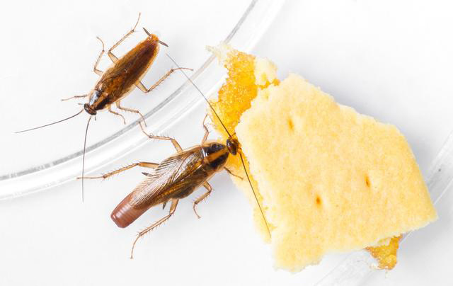 蟑螂污染食物