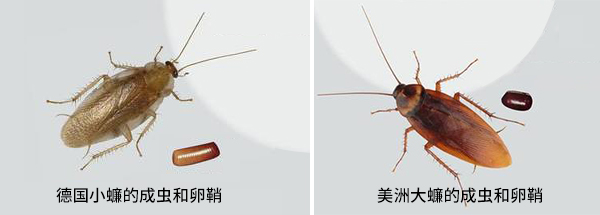 德国小蠊和美洲大蠊