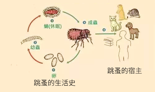 跳蚤的生活史