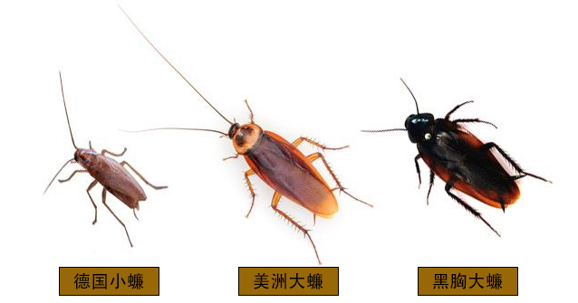 蟑螂种类