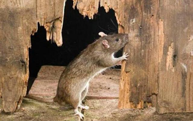 老鼠啃咬木制品