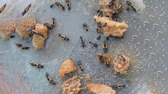 异色瓢虫幼虫取食鳞翅目幼虫