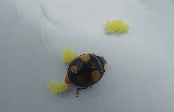 异色瓢虫成虫产卵