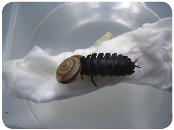用蜗牛饲养步甲幼虫
