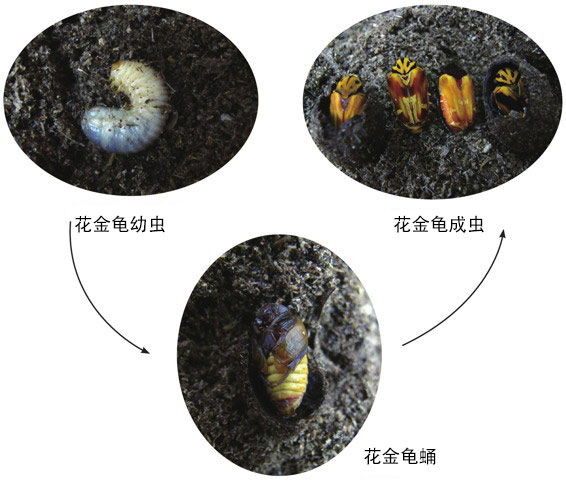 花金龟幼虫的生长周期图片