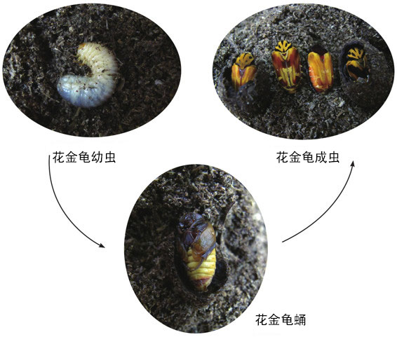养虫 养虾需要什么条件和技术