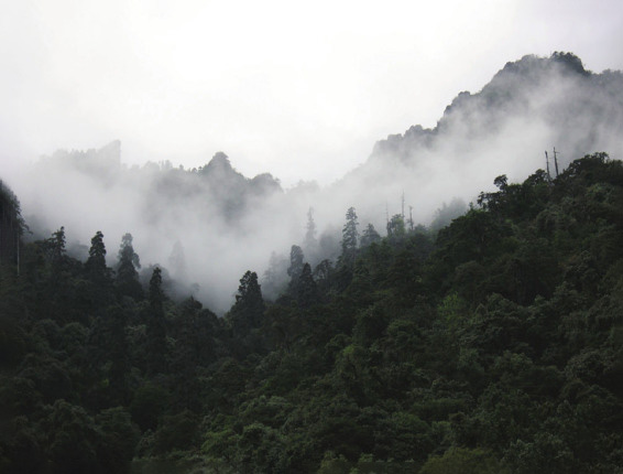 高黎贡山保护区内的原始森林