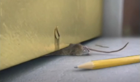 老鼠能穿过跟铅笔（6mm）一样的宽度