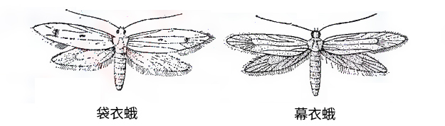 袋衣蛾和幕衣蛾
