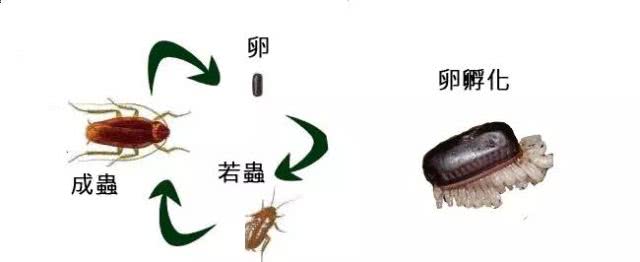 蟑螂的生活史