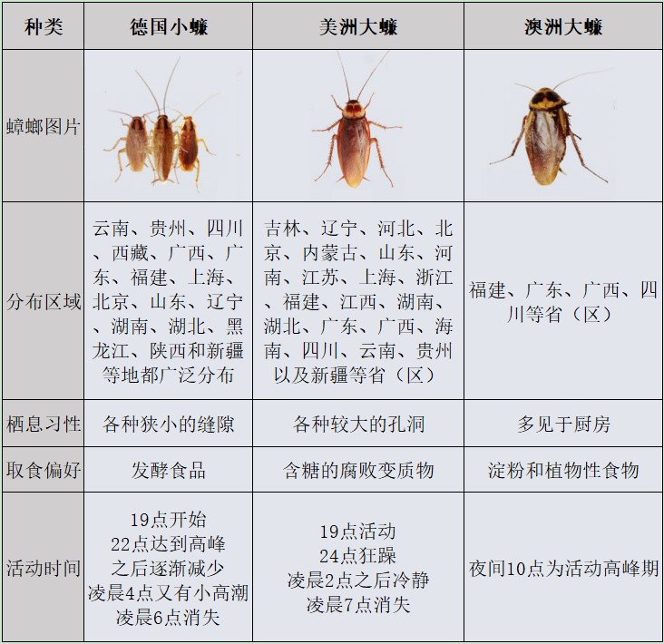 南北方蟑螂差异图片图片