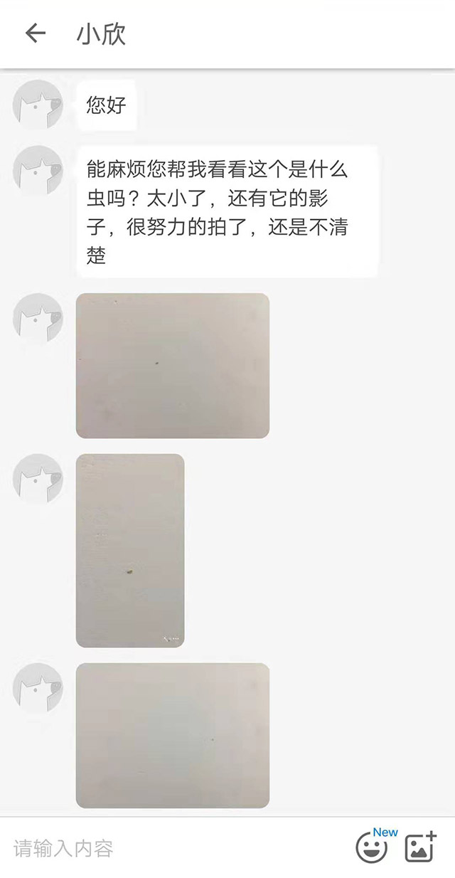 虫子