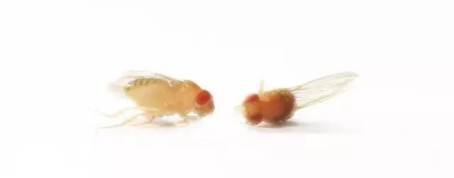 果蝇