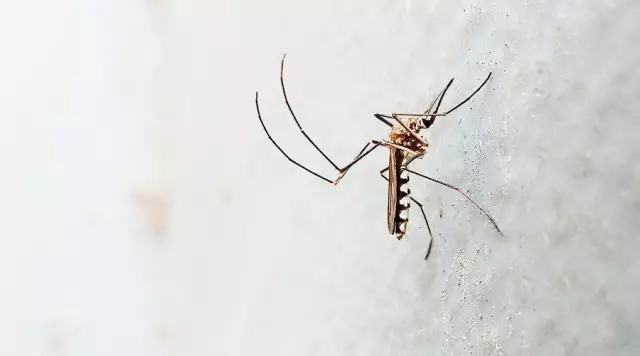 侧面拍摄停在墙壁上的蚊子，具有立体感