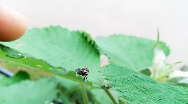 苍蝇