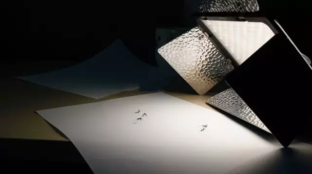 蚊子