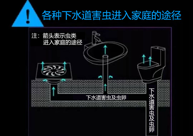 地漏是害虫进入家庭的途径