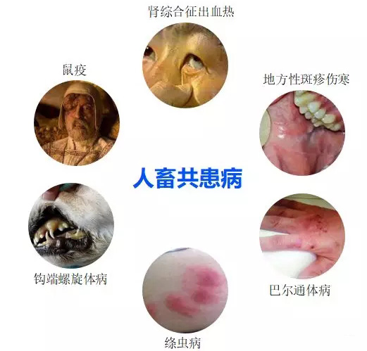 跳蚤能携带的传染病