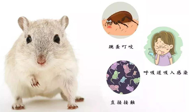 鼠疫的传播者